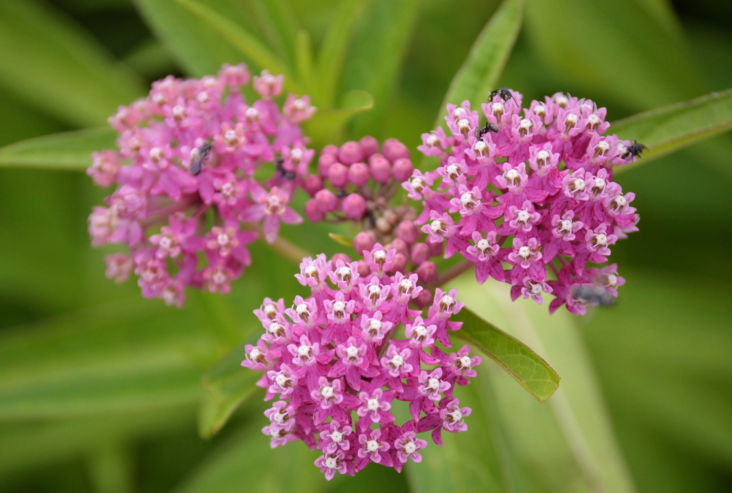 75 RED SWAMP MILKWEED Asclepias Incarnata Flower Seeds