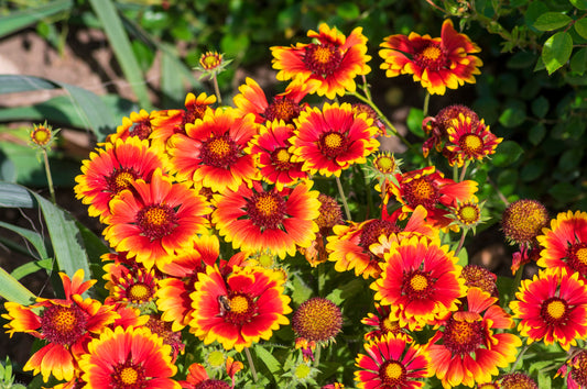 100 ARIZONA SUN GAILLARDIA Pulchella Indian Blanket Flower Seeds