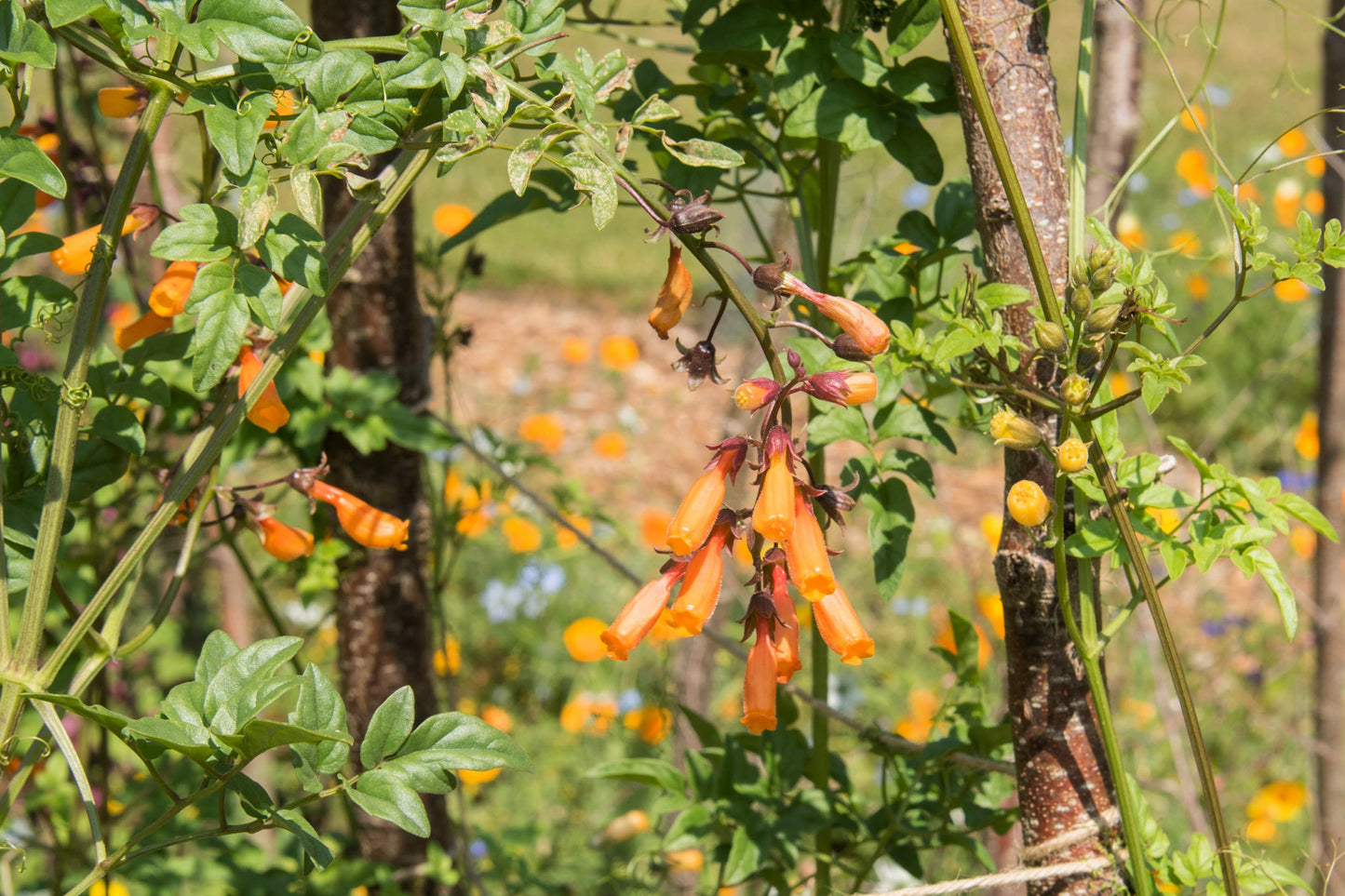 40 CHILEAN GLORY VINE Eccremocarpus Scaber Flower Seeds