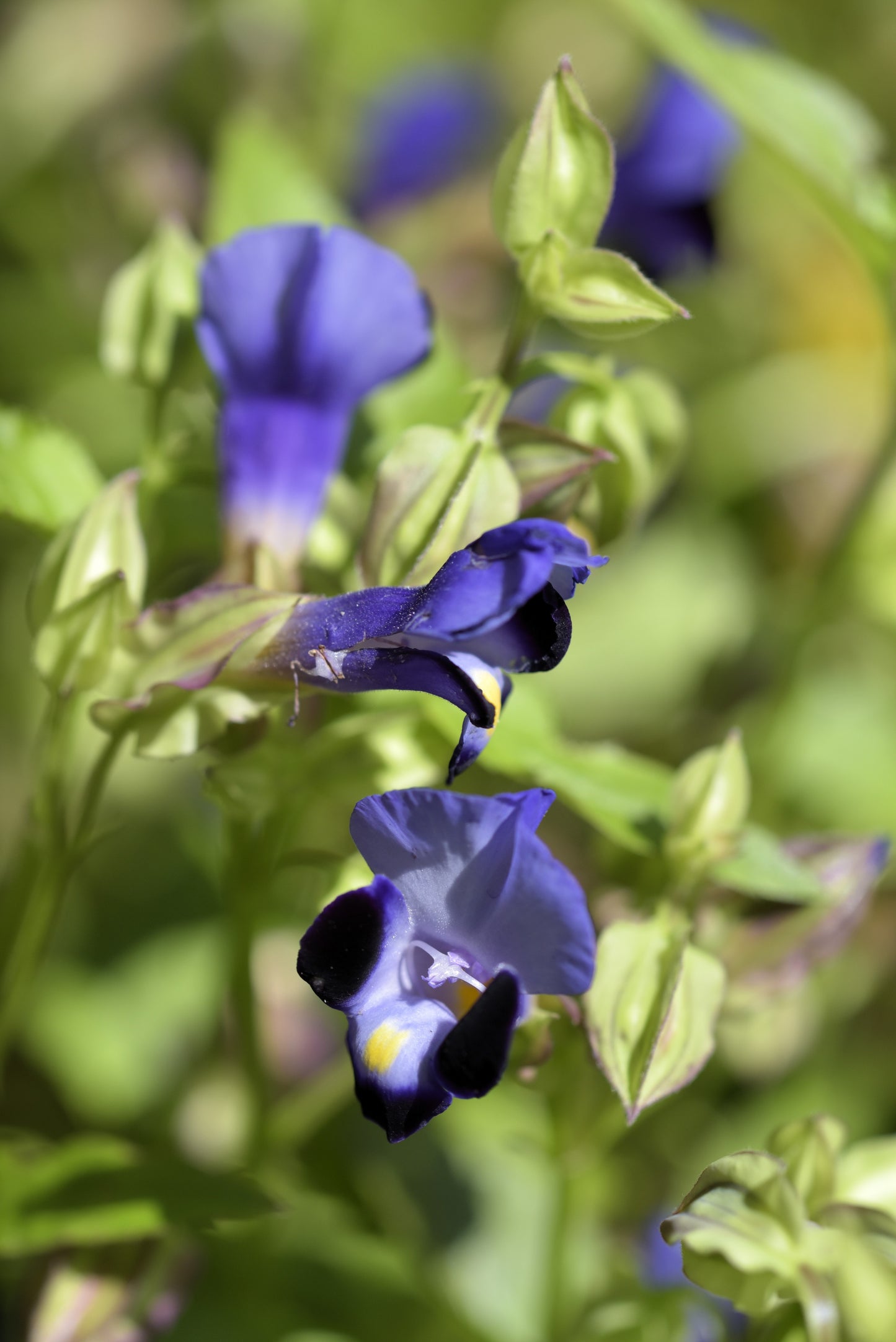 250 PURPLE MONKEY FLOWER Mimulus Ringens Seeds