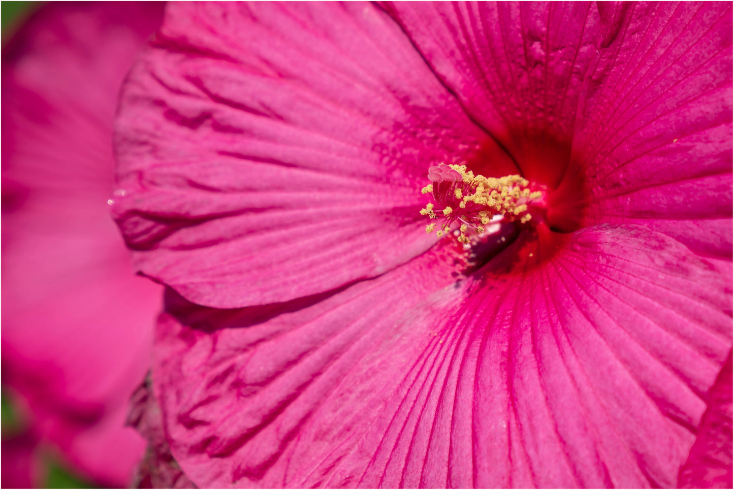 25 Grenache Vintage Hot PINK HARDY HIBISCUS Hibiscus Moscheutos Flower Seeds