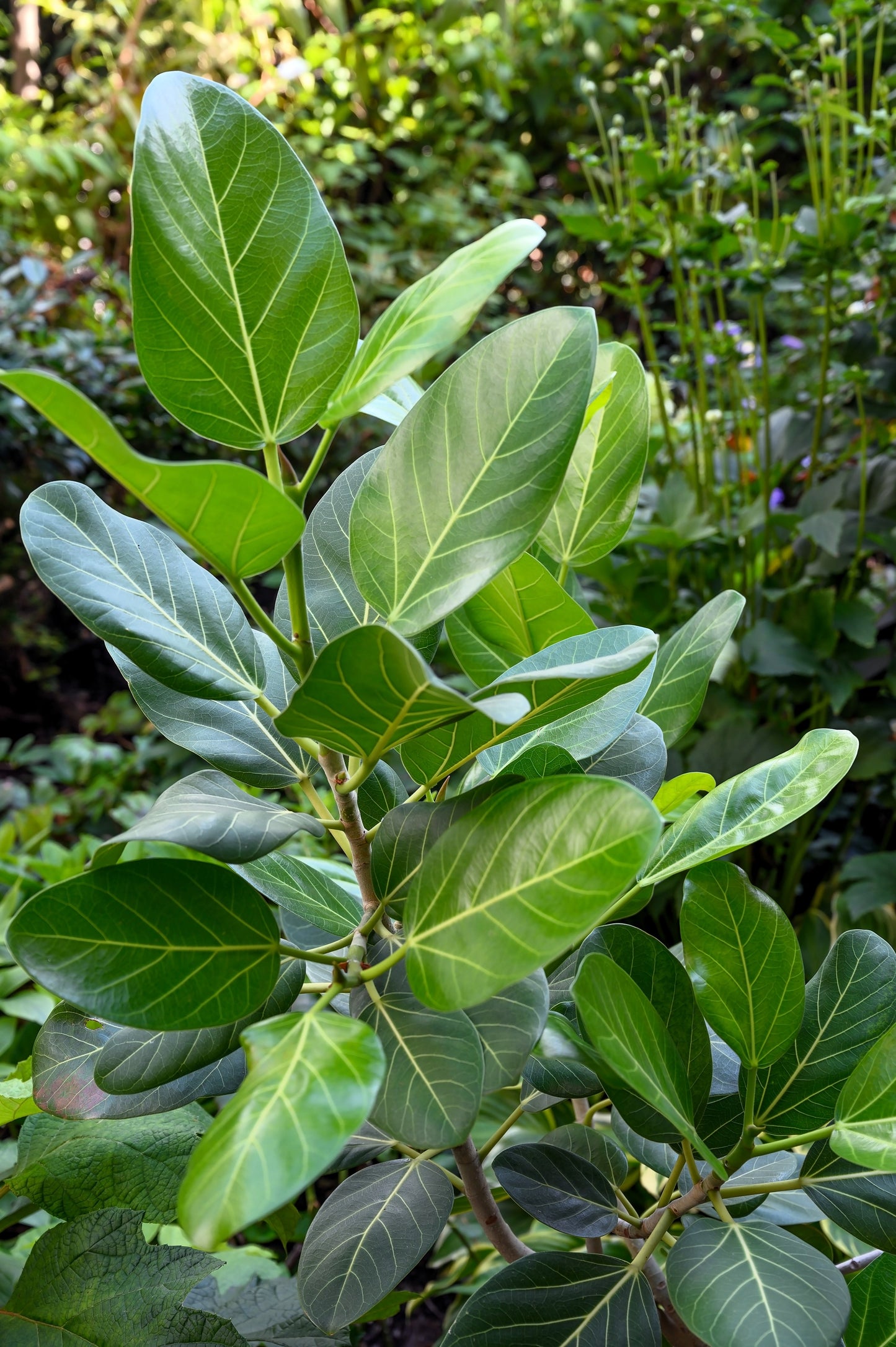 50 BANYAN / BANYAN FIG TREE East Indian Ficus Benghalensis Aerial Root Houseplant Seeds