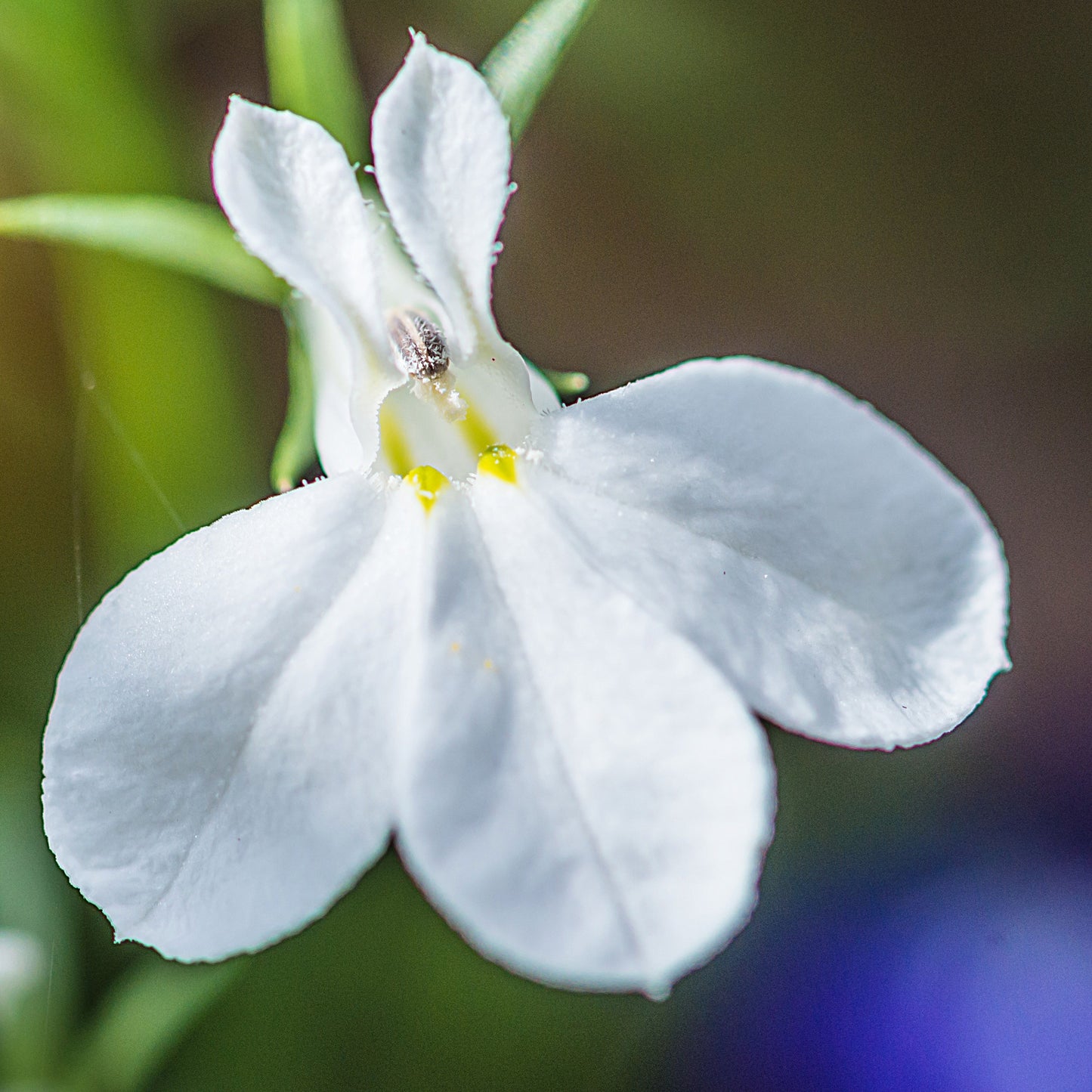 200 WHITE LOBELIA REGATTA Erinus Flower Seeds