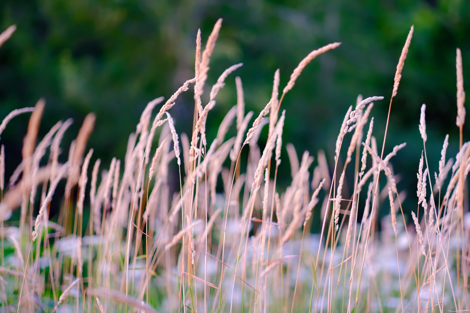 phalaris arundinacea variegata 1000 Variegated RIBBON GRASS Reed Canary Phalaris Arundinacea Pink Flower Seeds