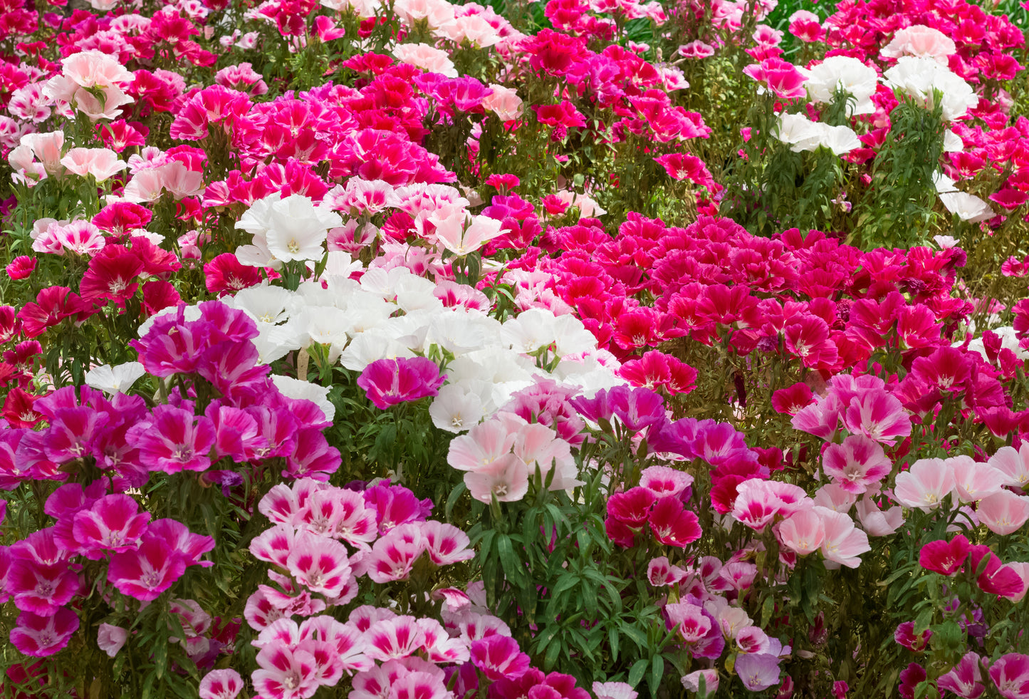 500 DOUBLE DEUCES GODETIA Grandiflora Clarkia Amoena Mixed Colors & Bicolor Flower Seeds