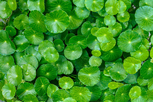 50 SPADELEAF Edible Coinwort Centella Asiatica Gotu Kola Herb Pink Flower Seeds