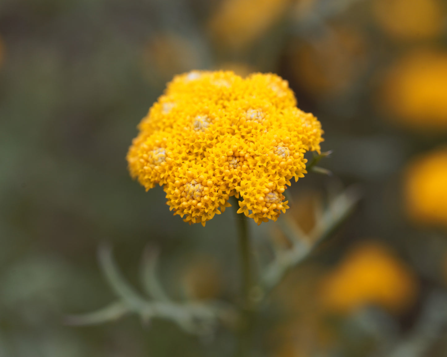 250 Yellow GOLDEN AGERATUM Lonas Inodora Flower Seeds