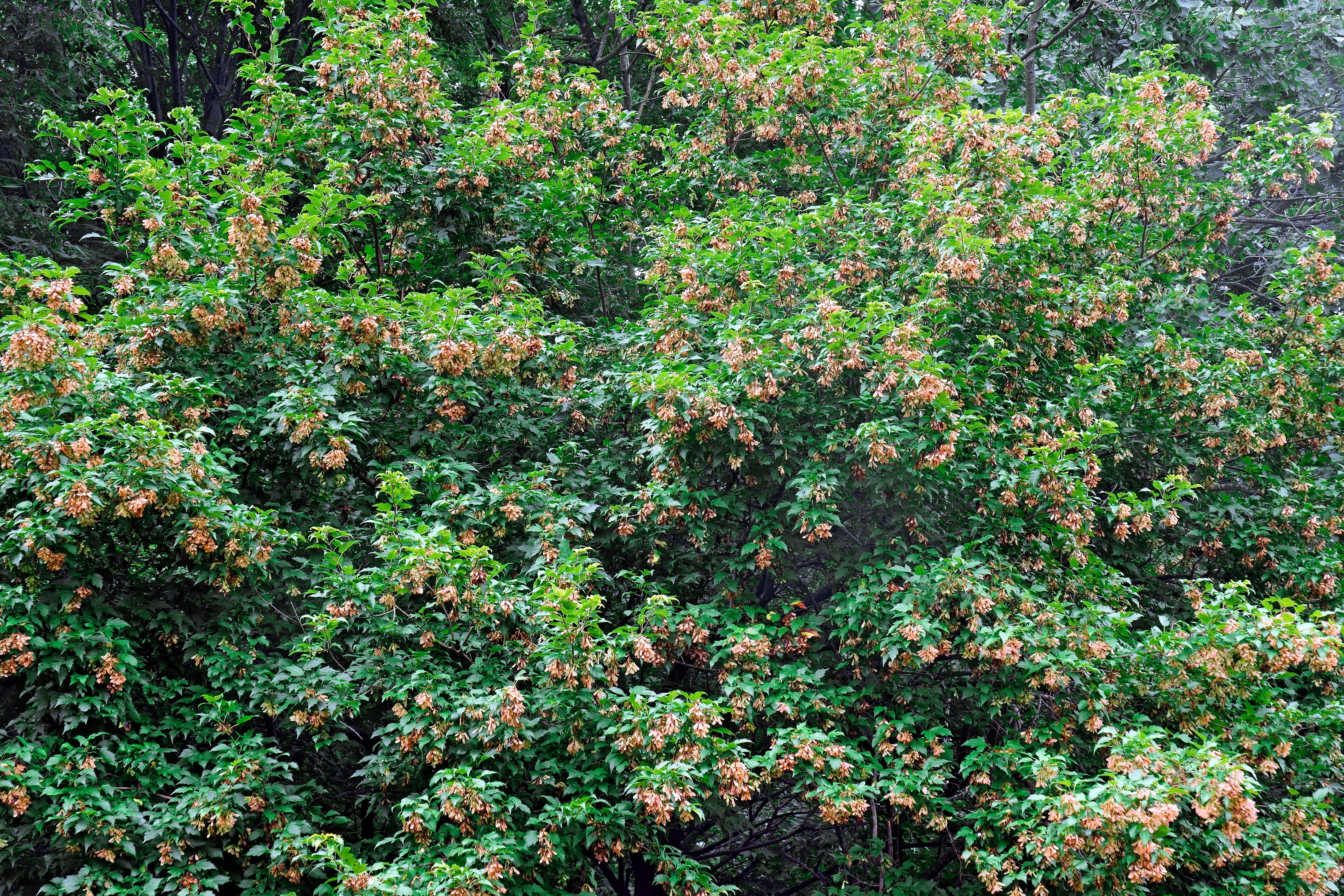 20 Tatarian FLAME MAPLE TREE Red Acer Tataricum Seeds – Seedville USA