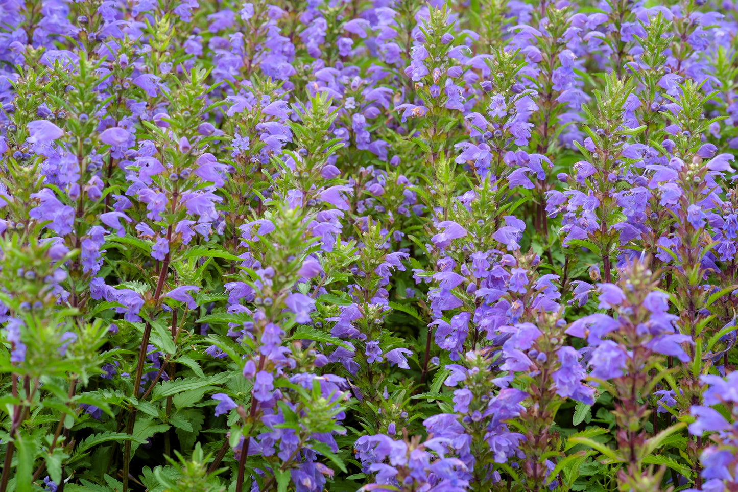 50 Purple False Dragon DRAGONS HEAD Obedient Plant Dracocephalum Flower Seeds