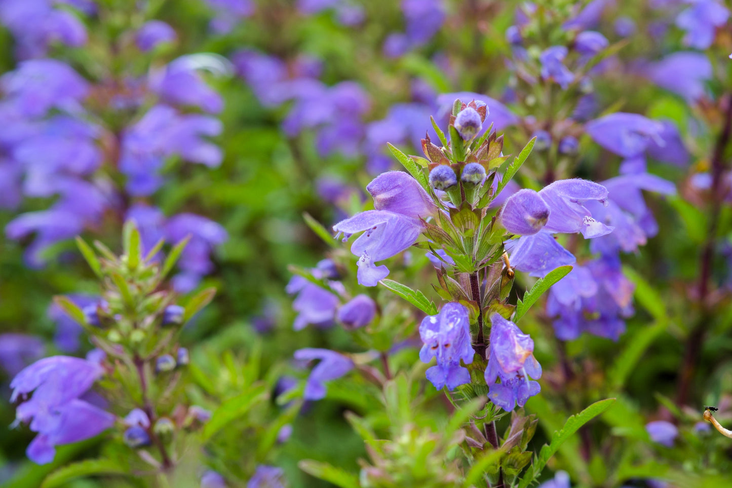 50 Purple False Dragon DRAGONS HEAD Obedient Plant Dracocephalum Flower Seeds