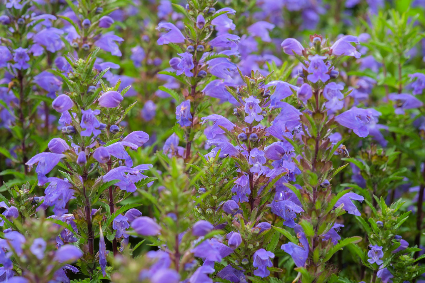 50 Purple False Dragon DRAGONS HEAD Obedient Plant Dracocephalum Flower Seeds