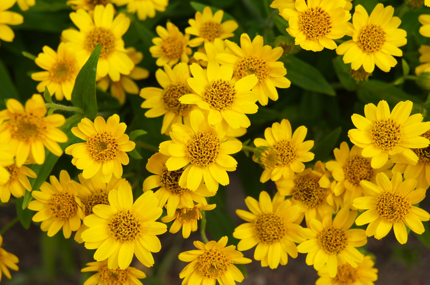 20 MEADOW ARNICA Chamissonis Silver American Native Yellow Flower Herb Seeds