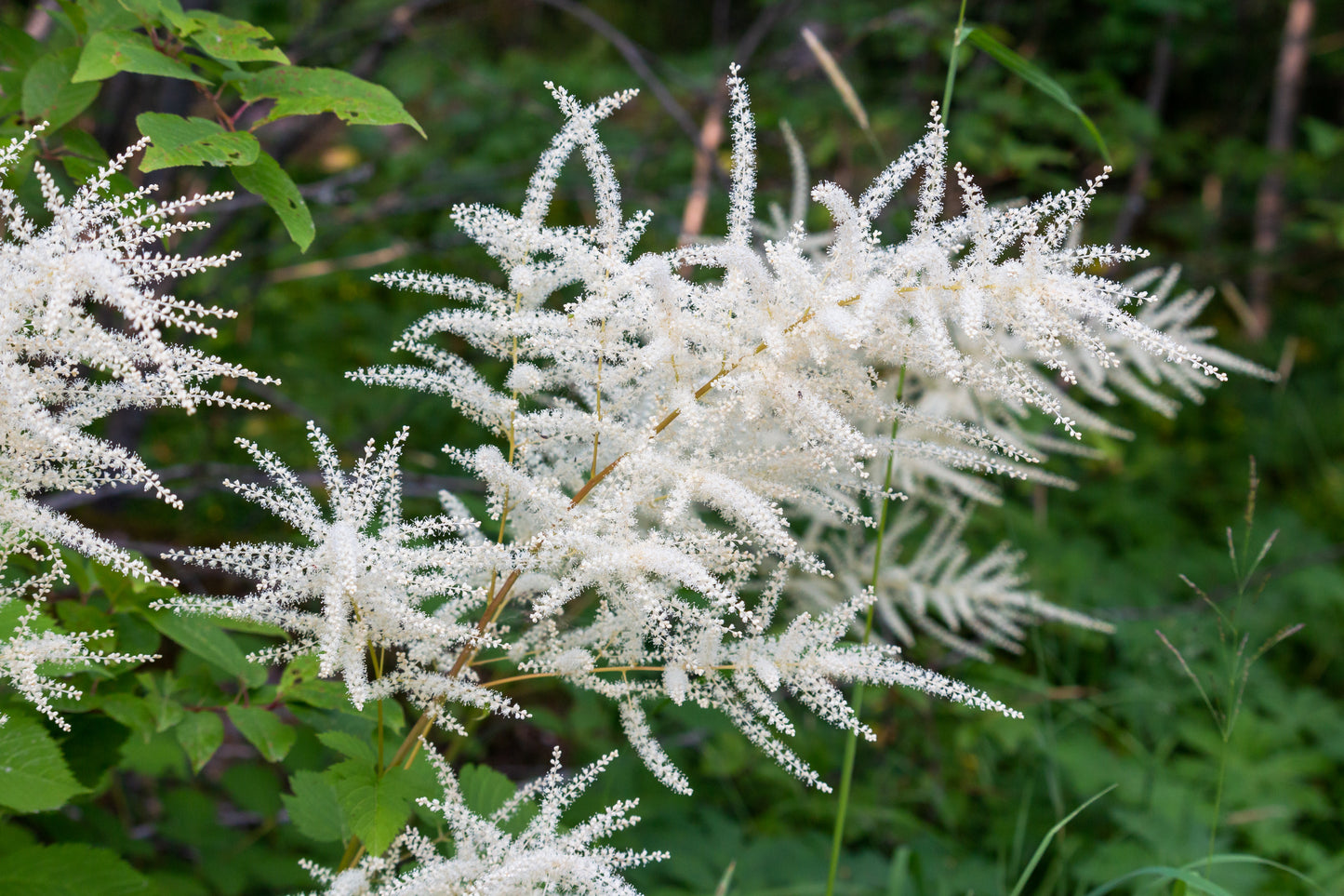 50 WHITE GOATS BEARD (like Astilbe) Aruncus Dioicus Flower Seeds