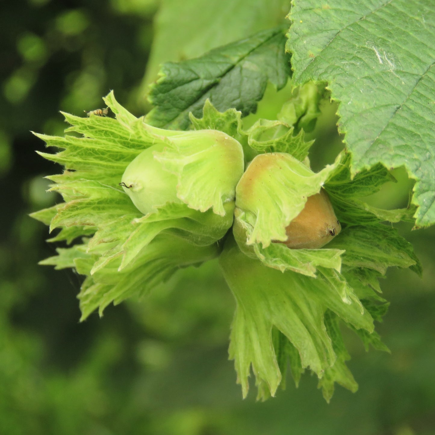 5 EUROPEAN HAZELNUT TREE aka Common Filbert Corylus Avellana Fruit Nut Seeds