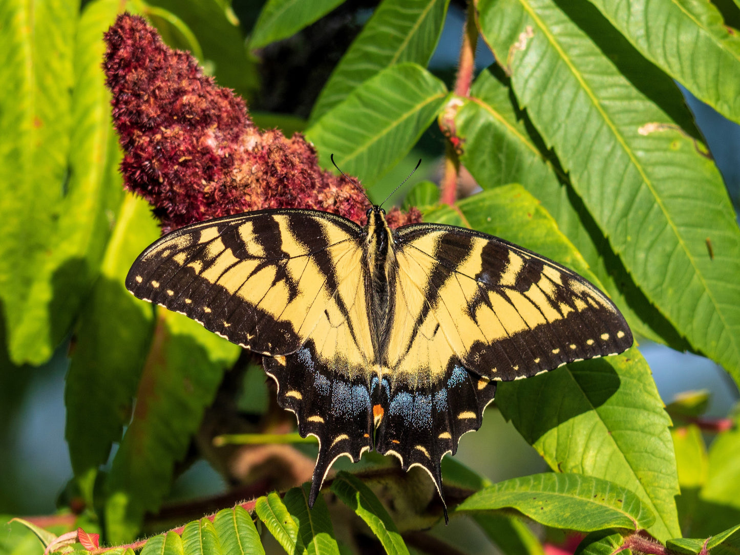 50 STAGHORN SUMAC TREE Rhus Typhina Yellow Flowers Red Berries Seeds
