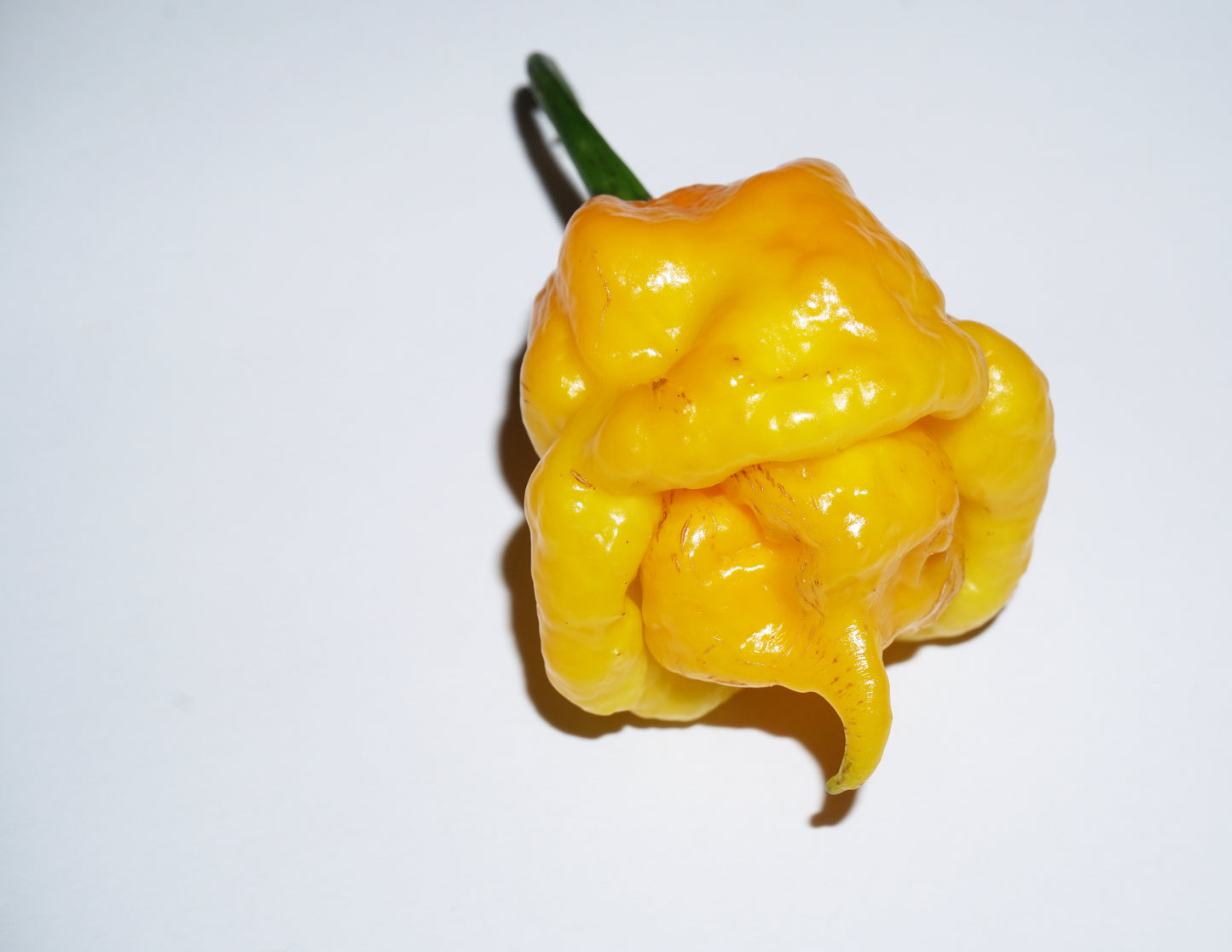 40 Yellow SCOTCH BONNET PEPPER very hot Jamaican Capsicum Chinense Vegetable Seeds