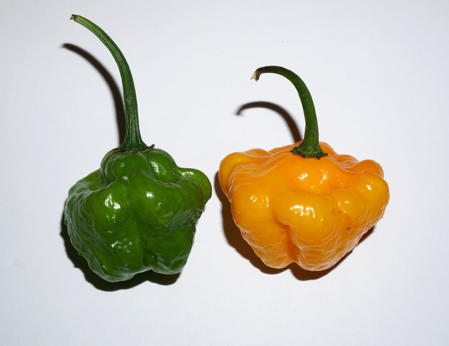 40 Yellow SCOTCH BONNET PEPPER very hot Jamaican Capsicum Chinense Vegetable Seeds
