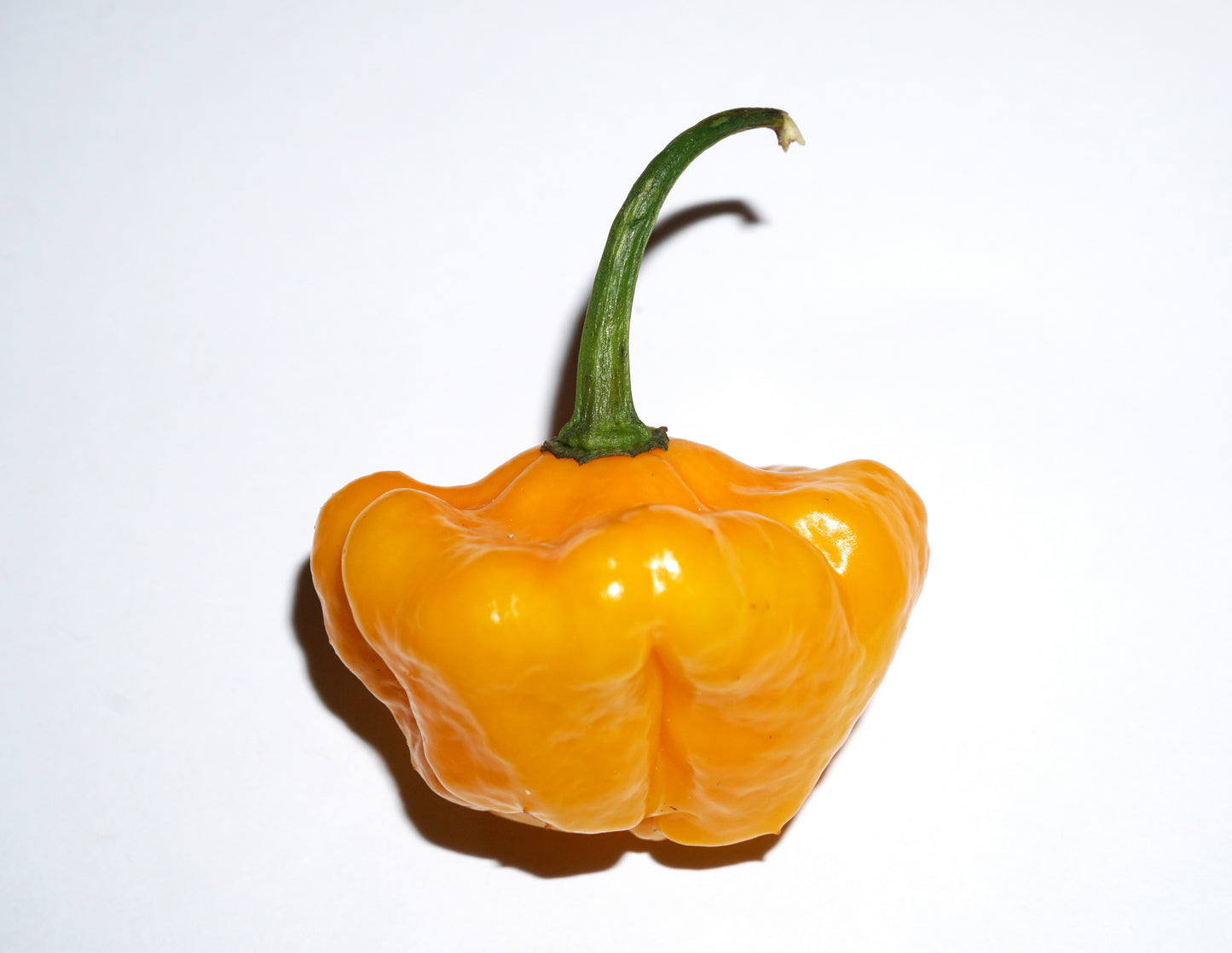40 Yellow SCOTCH BONNET PEPPER very hot Jamaican Capsicum Chinense Vegetable Seeds