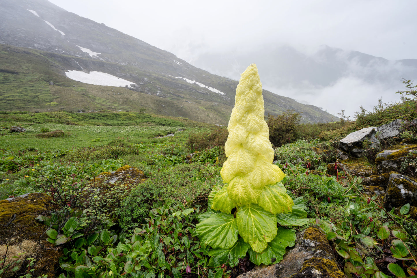 5 NOBLE RHUBARB Rheum Nobile Ornamental Sikkim Himalayan Glasshouse Plant Seeds