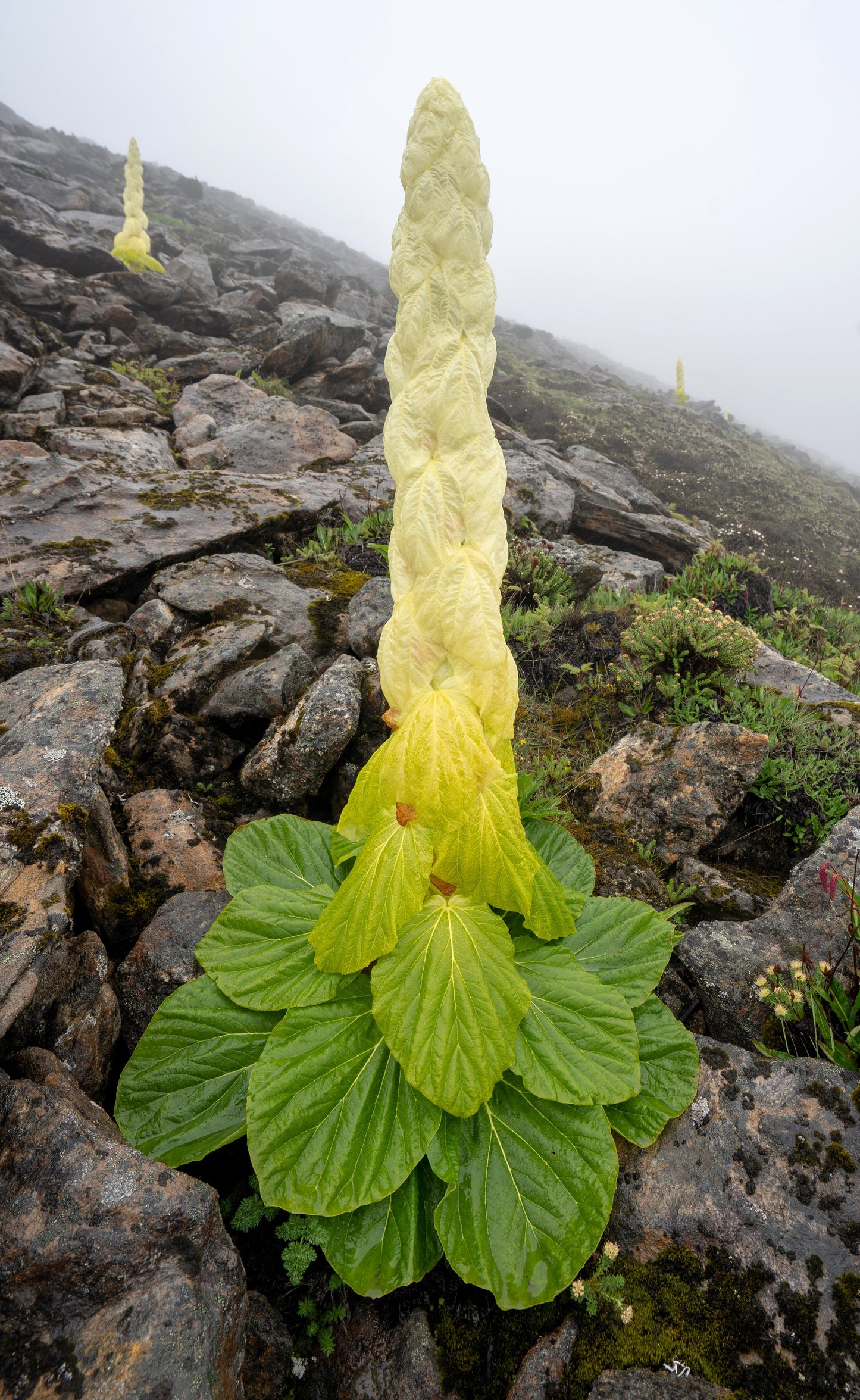 5 NOBLE RHUBARB Rheum Nobile Ornamental Sikkim Himalayan Glasshouse Plant Seeds
