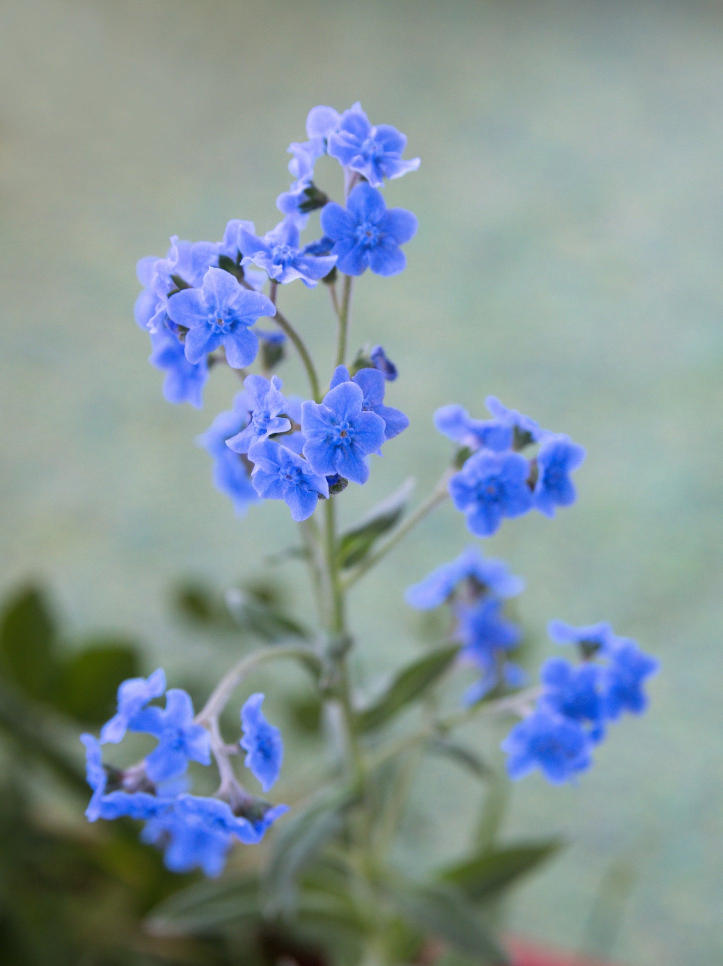 500 Blue Chinese FORGET ME NOT (Hounds Tongue) Cynoglossum Amabile Flower Seeds