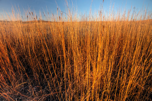 300 Ornamental BIG BLUESTEM GRASS Beardgrass Andropogon Gerardii Seeds