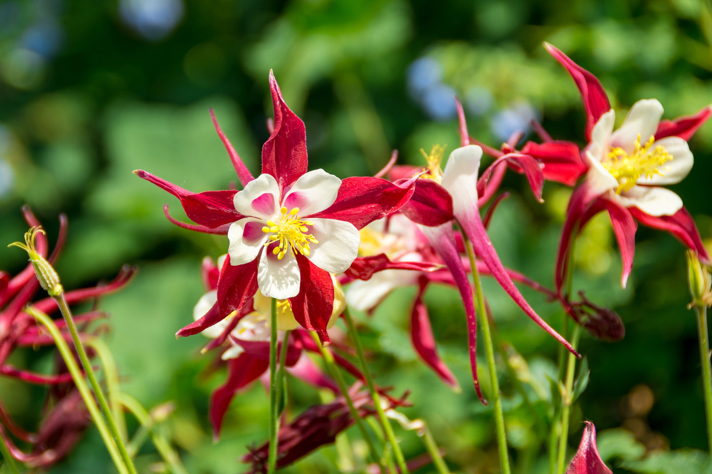 25 CRIMSON STAR COLUMBINE Red & White McKana's Giant Aquilegia Flower Seeds