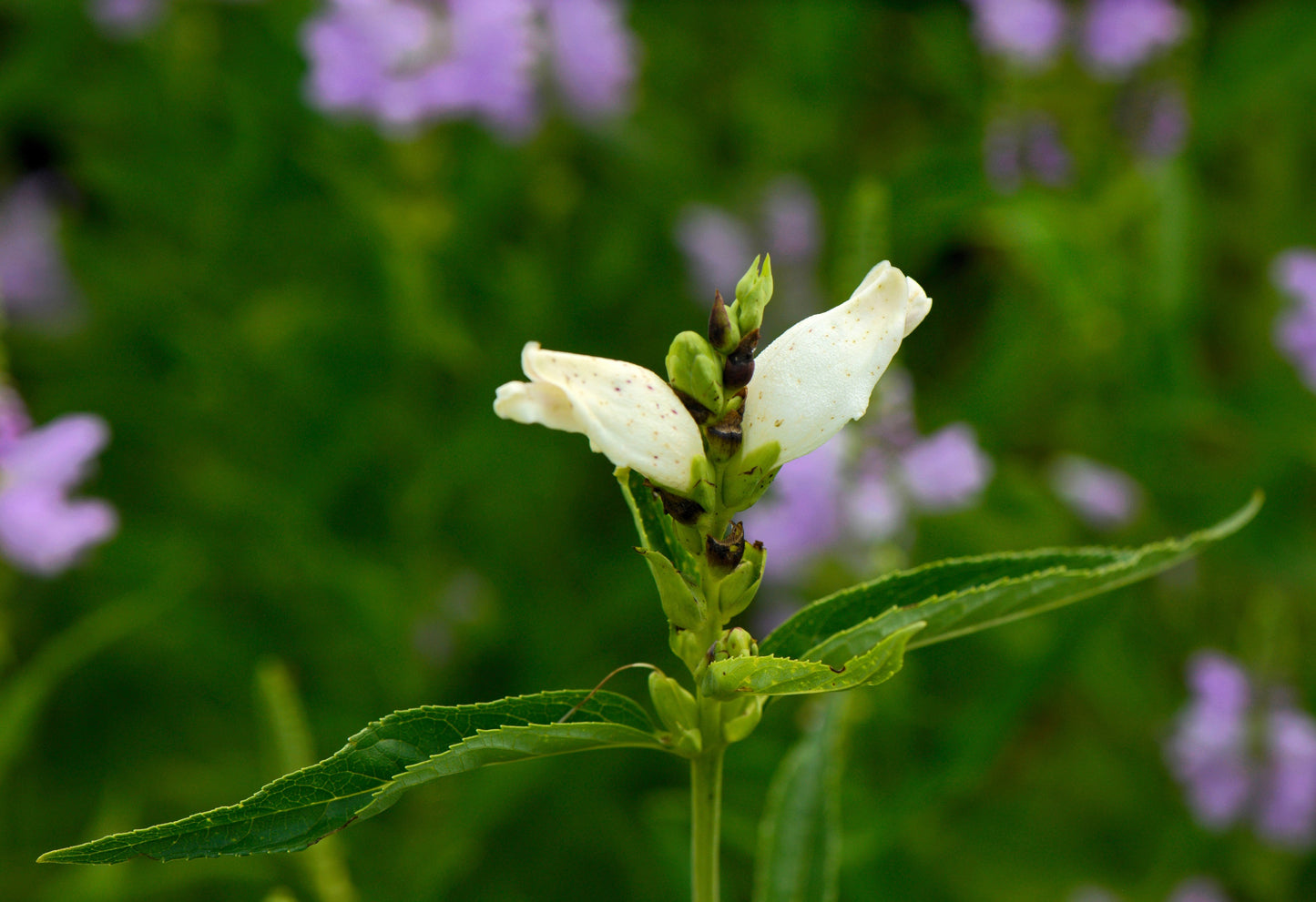50 WHITE TURTLEHEAD Chelone Glabra Flower Seeds