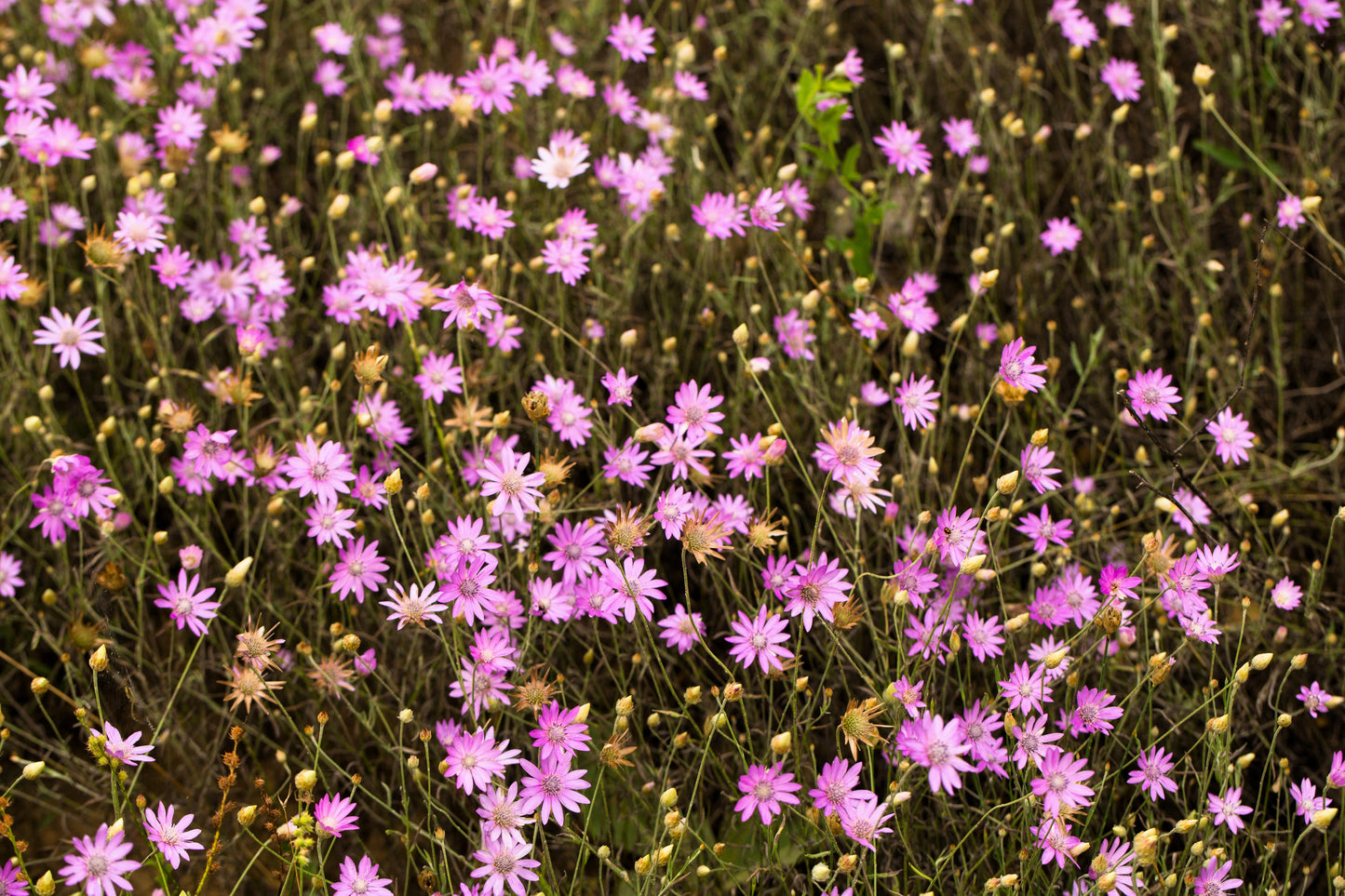 300 IMMORTELLE IMMORTAL MIX Xeranthemum Paper Daisy Everlasting Flower Seeds