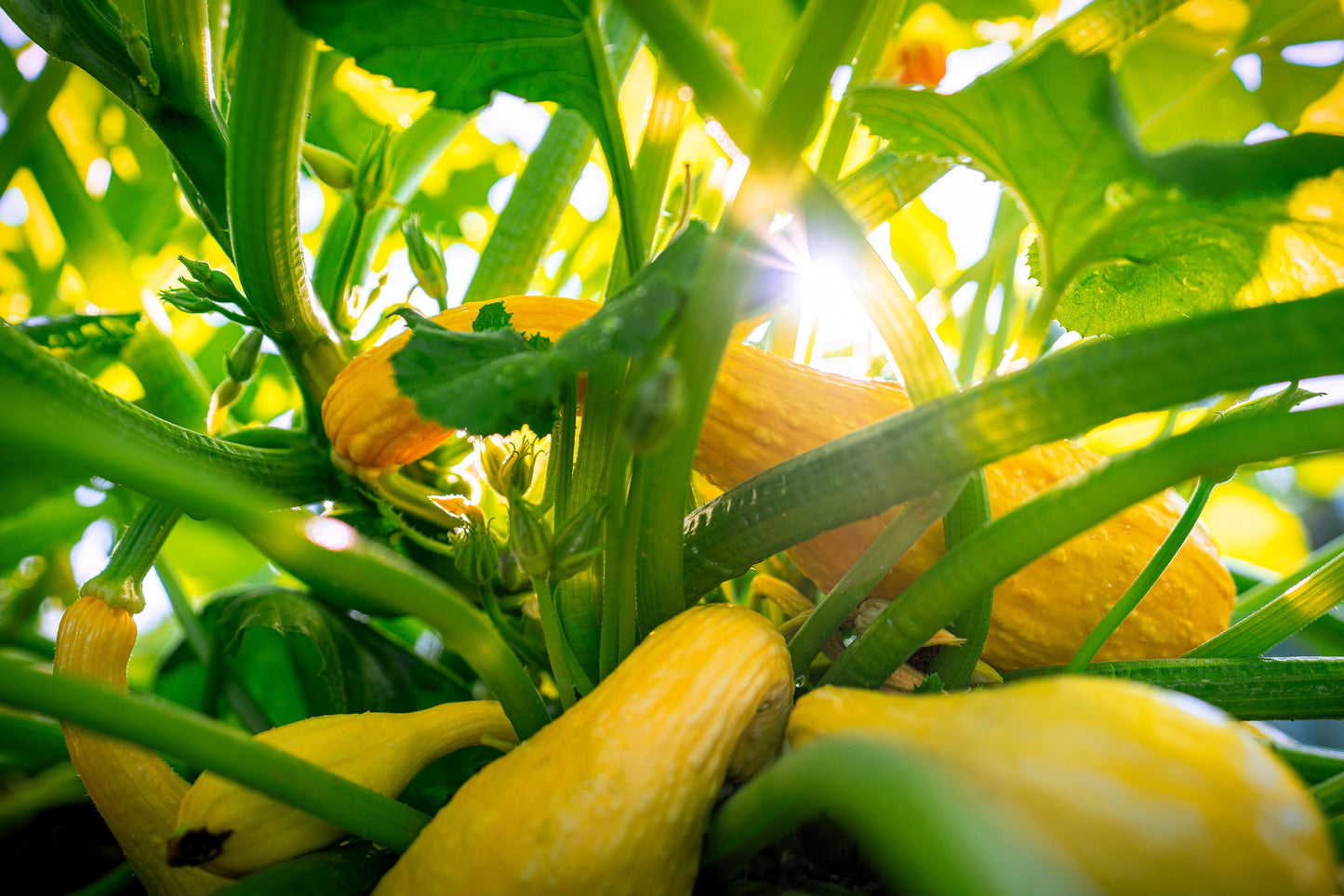 50 YELLOW CROOKNECK SQUASH Summer Cucurbita Pepo Crooked Neck Vegetable Seeds