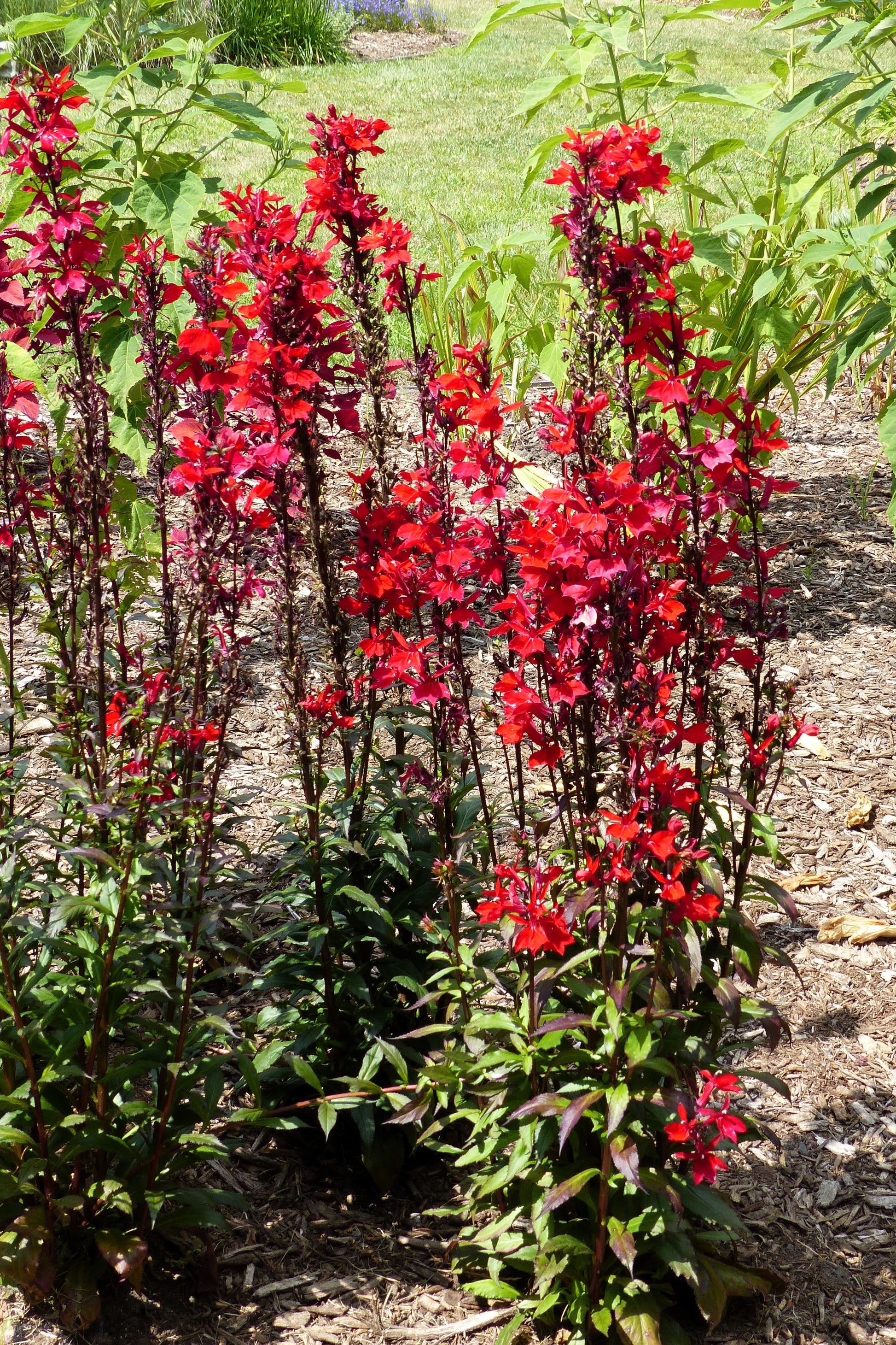 planting cardinal flower seeds 300 CARDINAL FLOWER LOBELIA Cardinalis Flower Seeds