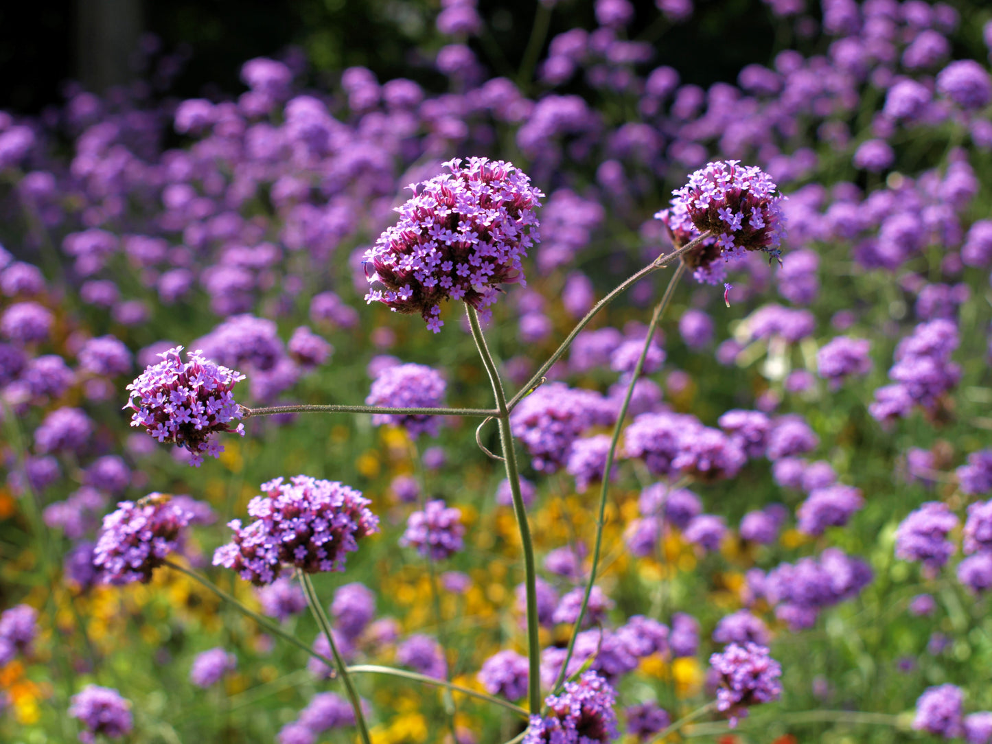 250 COMMON VERVAIN Verbena Officinalis European Herb Pink Purple Flower Seeds