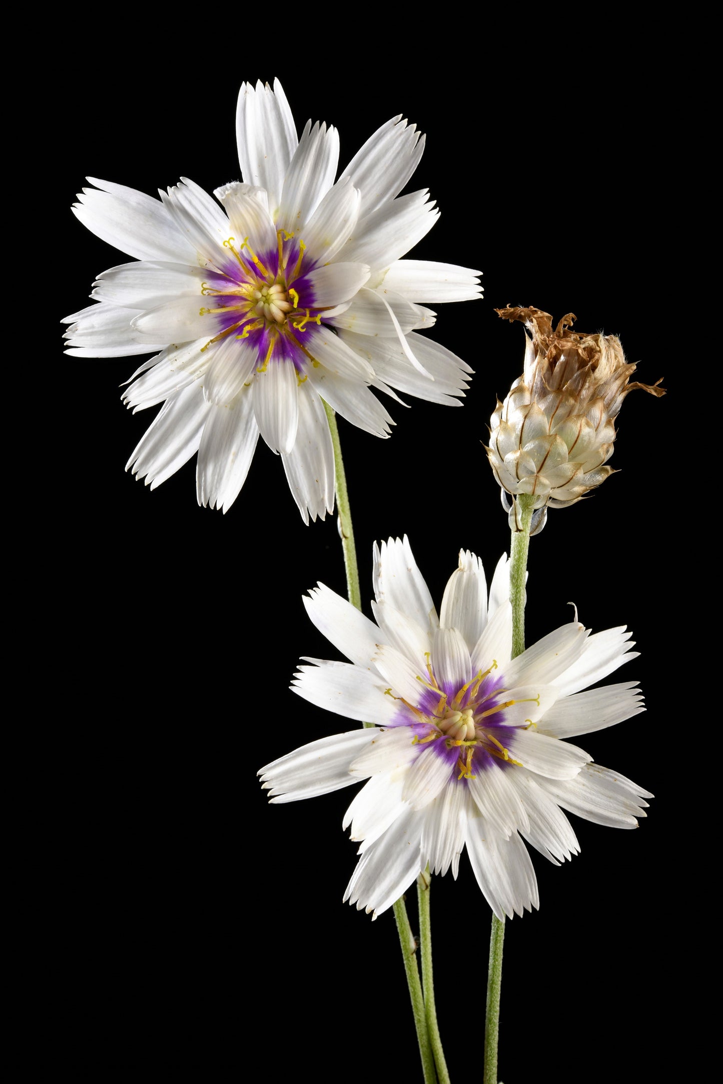 25 WHITE CUPID'S DART Love Plant Catananche Caerulea Flower Seeds