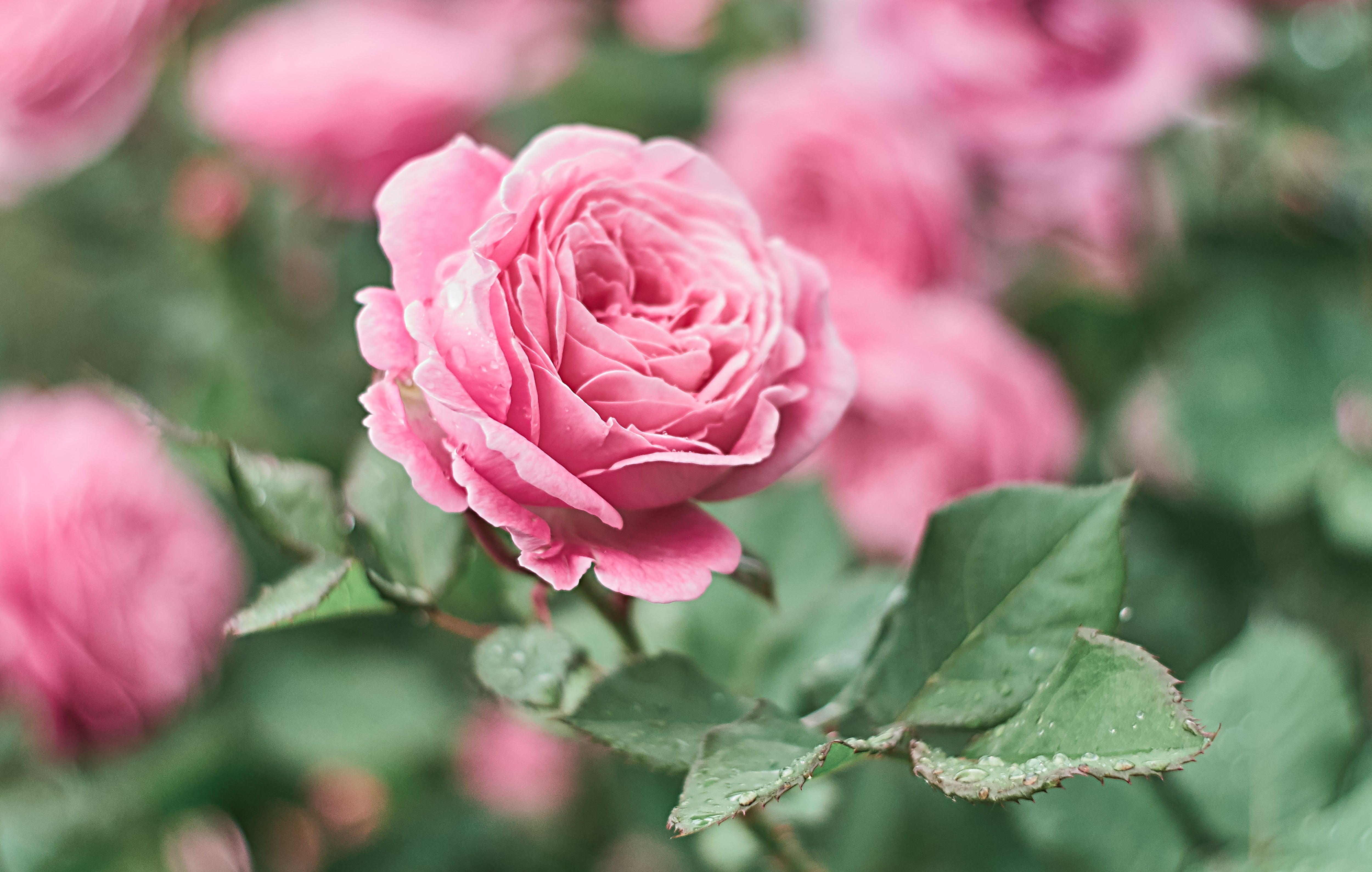 5 PINK ROSE Rosa Bush Shrub Perennial Flower Seeds – Seedville USA