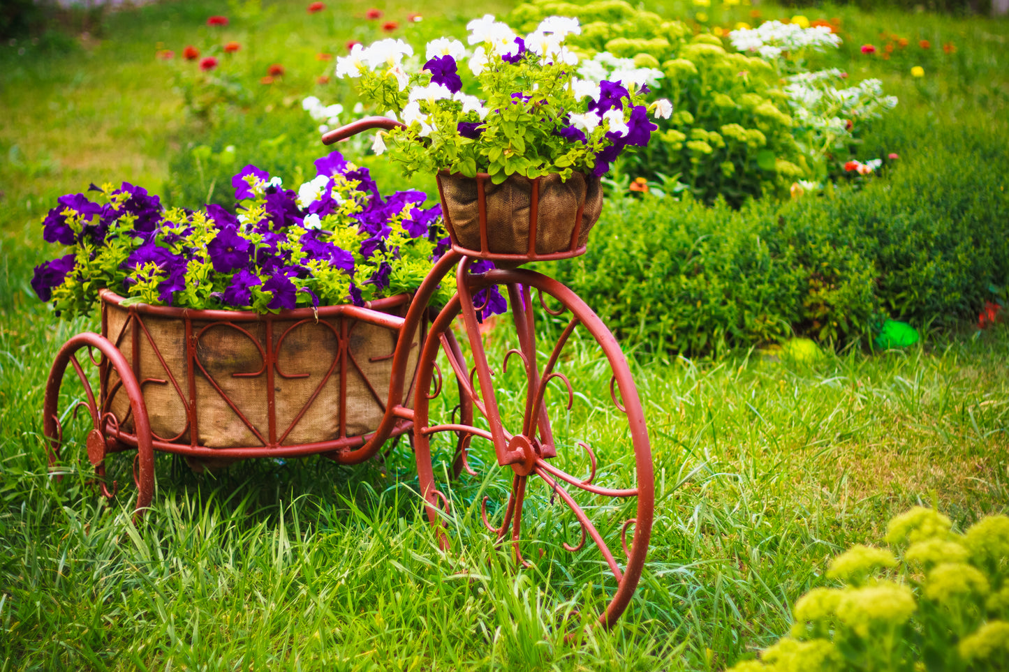 100 PURPLE PETUNIA Hybrida Pollinator Garden Container Flower Seeds