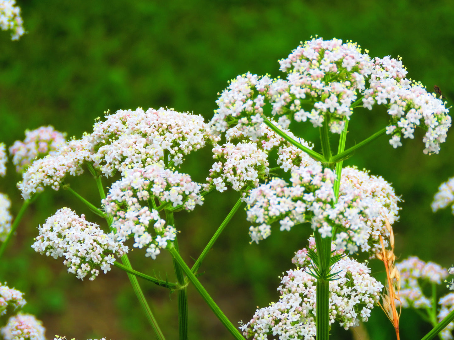 500 WHITE ANISE Pimpinella Anisum HERB Flower Seeds