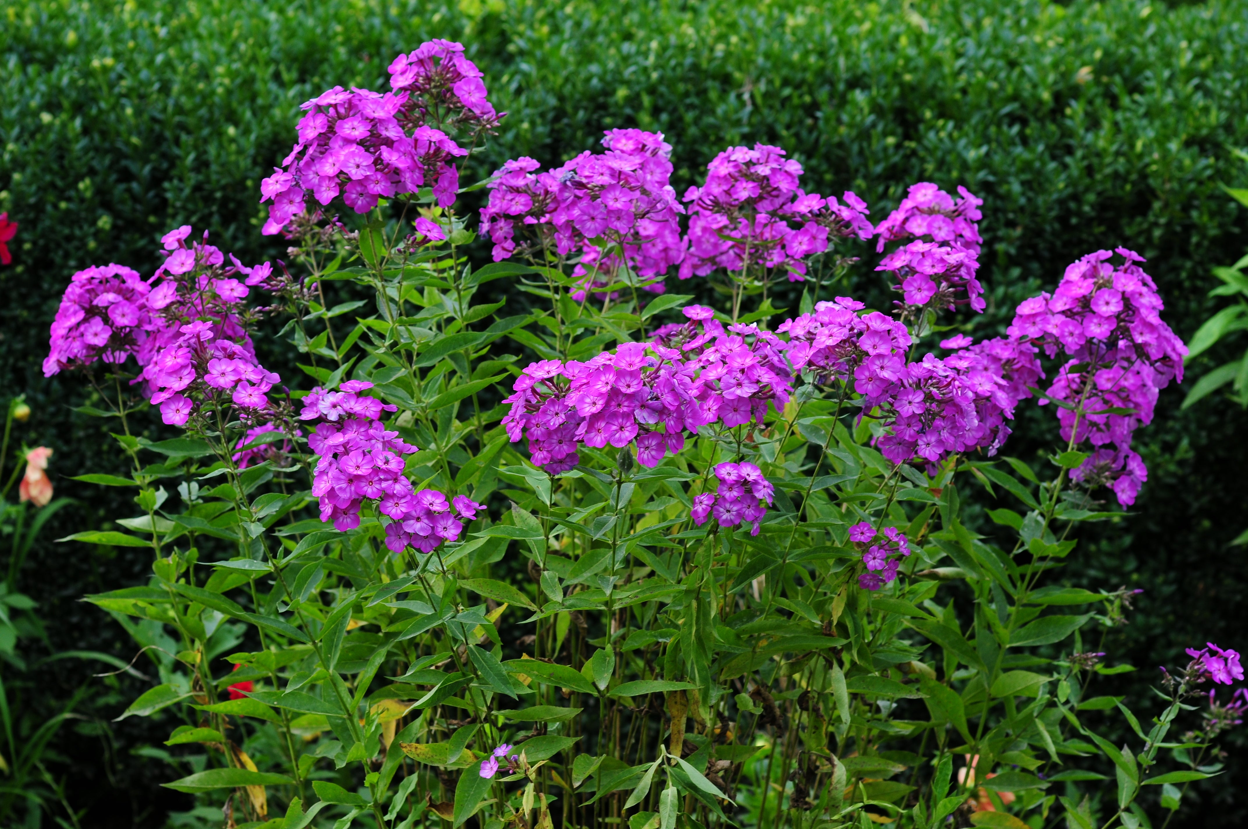 Seedville Phlox Paniculata - Thumbnail 3