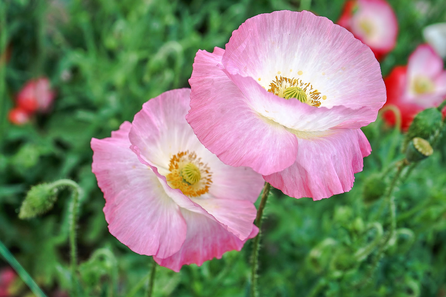 1000 PINK & WHITE POPPY Papaver Somniferum Flower Seeds