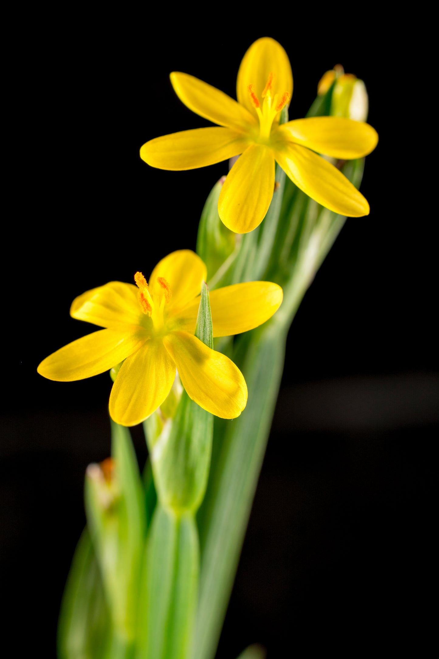 10 YELLOW EYED GRASS Ornamental Sisyrinchium Californicum Flower Seeds