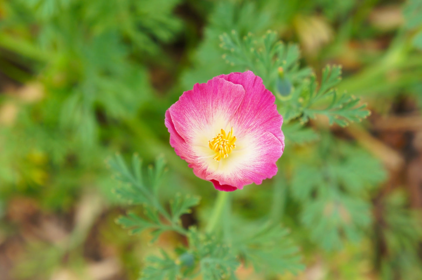 500 CARMINE King CALIFORNIA POPPY Pink Eschscholzia Californica Flower Seeds