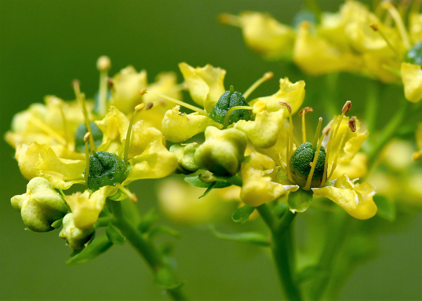 50 YELLOW RUE Herb of Grace Common Ruta Graveolens Fragrant Evergreen Flower Seeds