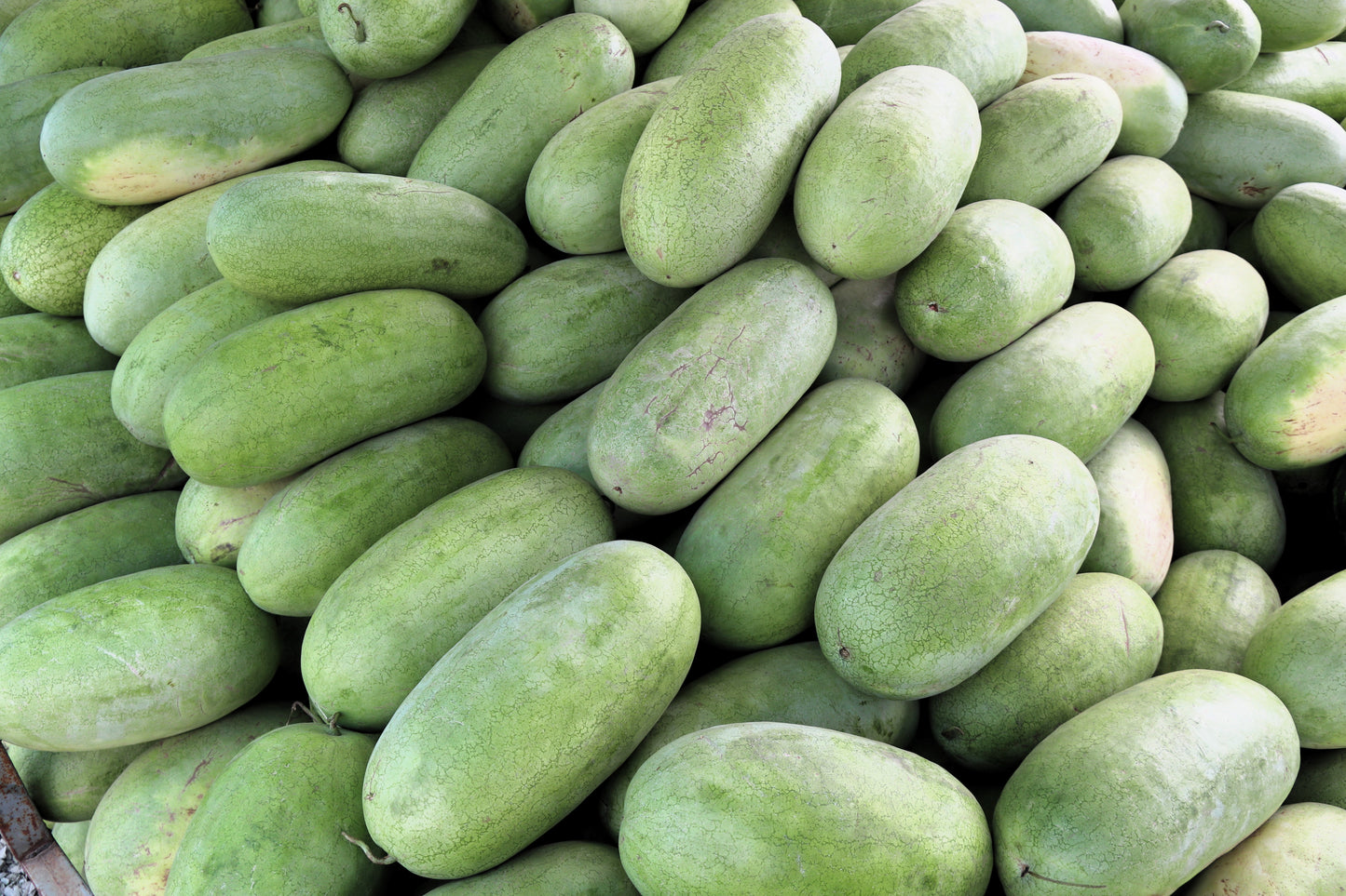 50 CHARLESTON GRAY WATERMELON Citrullus Lanatus Red Fruit Melon Seeds