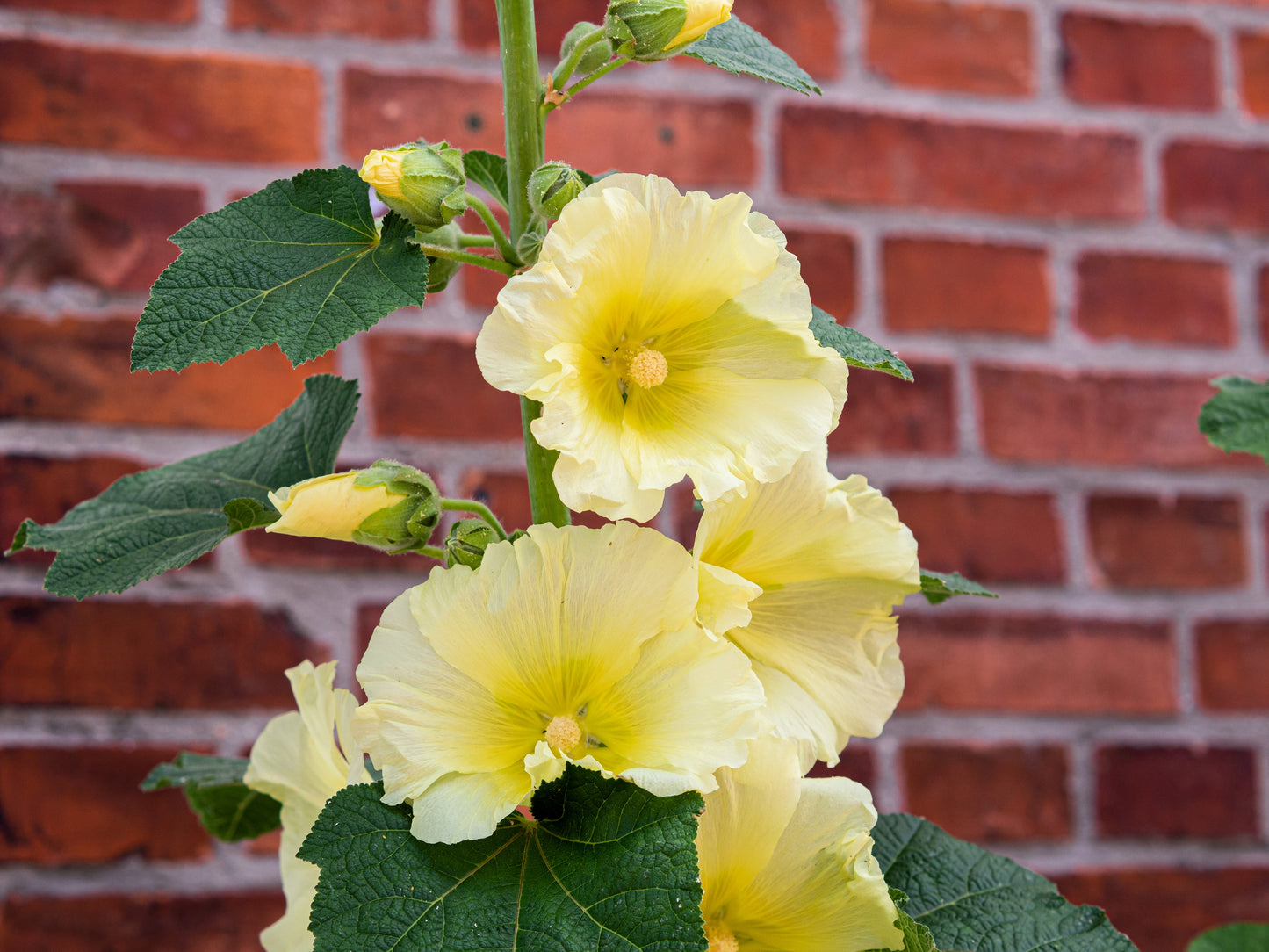 25 YELLOW HOLLYHOCK Alcea Rosea Flower Seeds Perennial