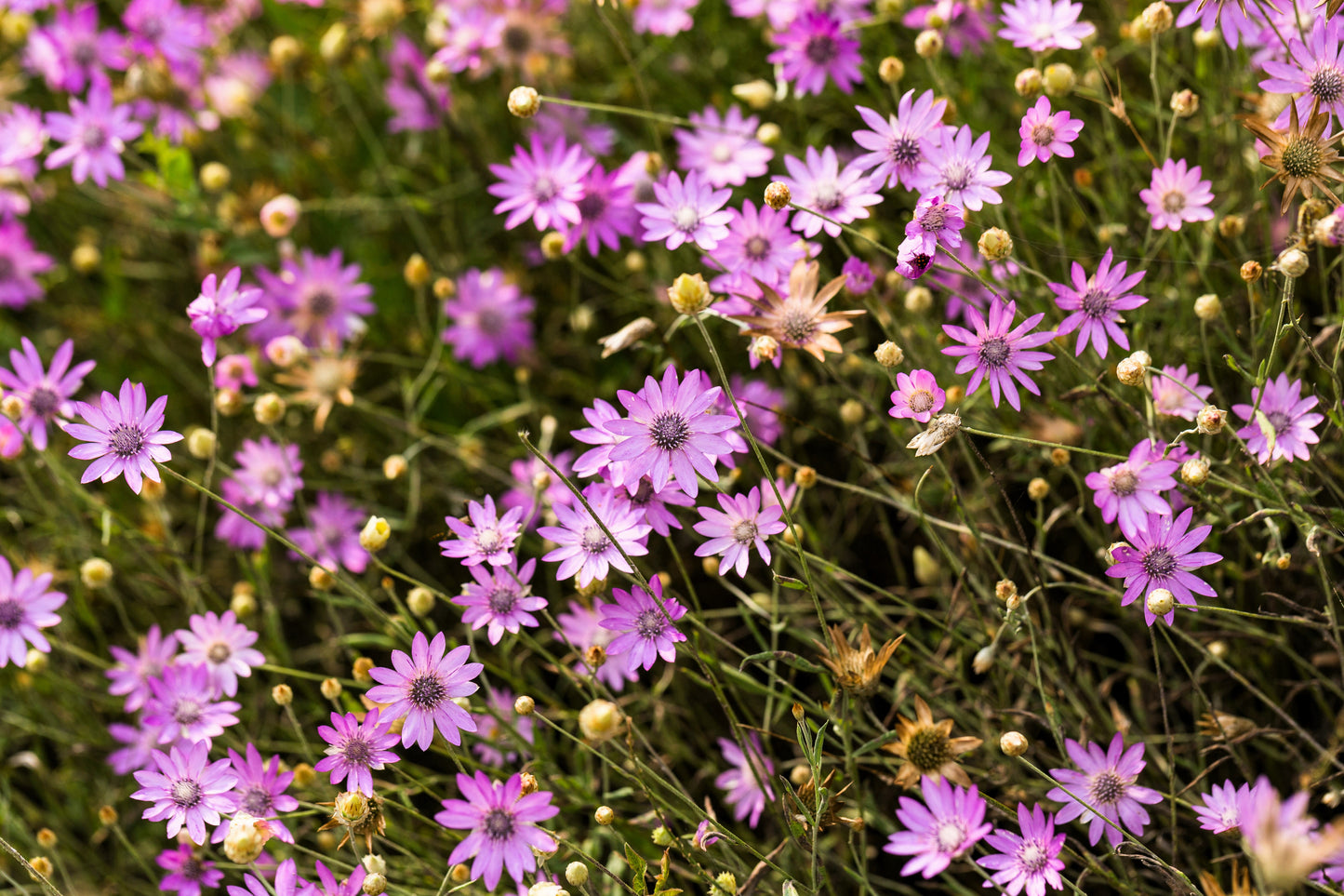 300 IMMORTELLE IMMORTAL MIX Xeranthemum Paper Daisy Everlasting Flower Seeds