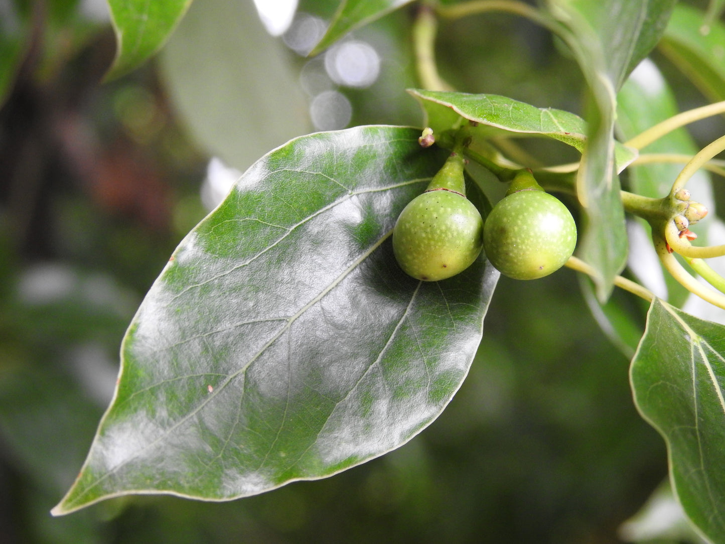 5 CAMPHOR TREE Laurel Cinnamomum Camphora Camphorwood White Flower Black Seeds