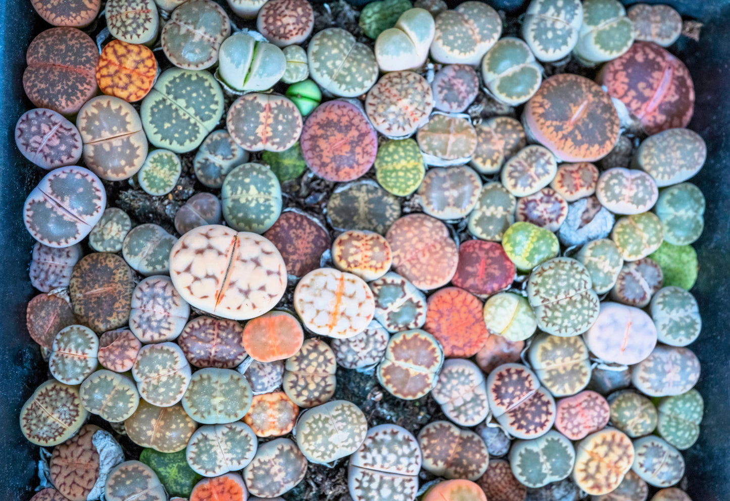 10 LIVING STONE / LITHOPS Mixed Colors Pebble Houseplant Flower Seeds