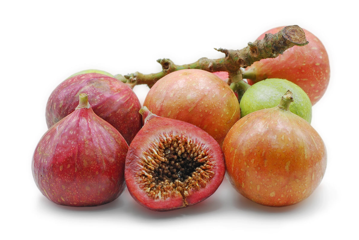 30 CLUSTER FIG Ficus Racemosa Red River Indian Guilar Tree Houseplant ...