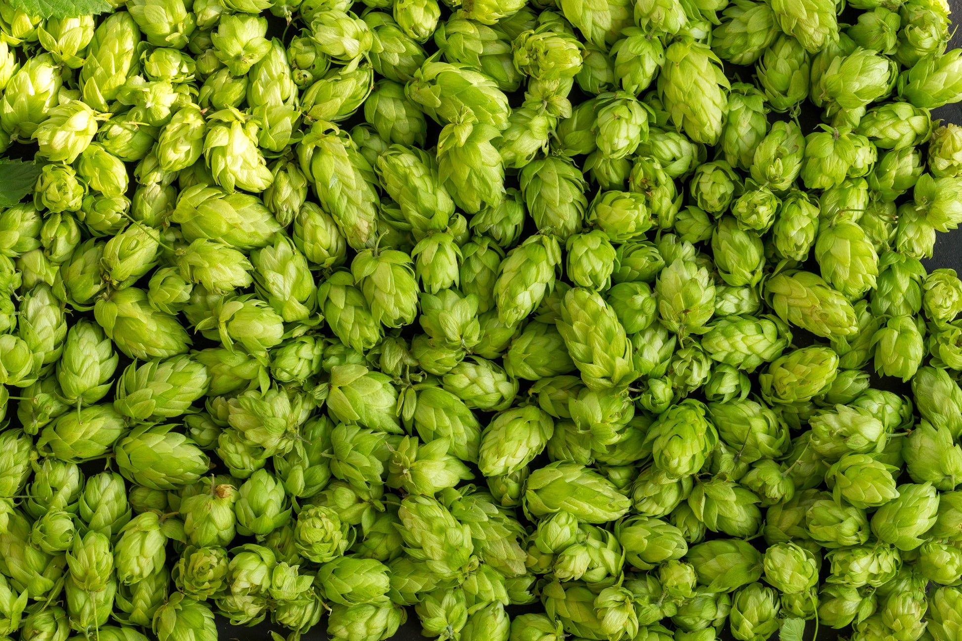hop plant seeds for sale 25 COMMON HOPS European Humulus Lupulus Vine Seeds Beer Making Ingredient Seeds