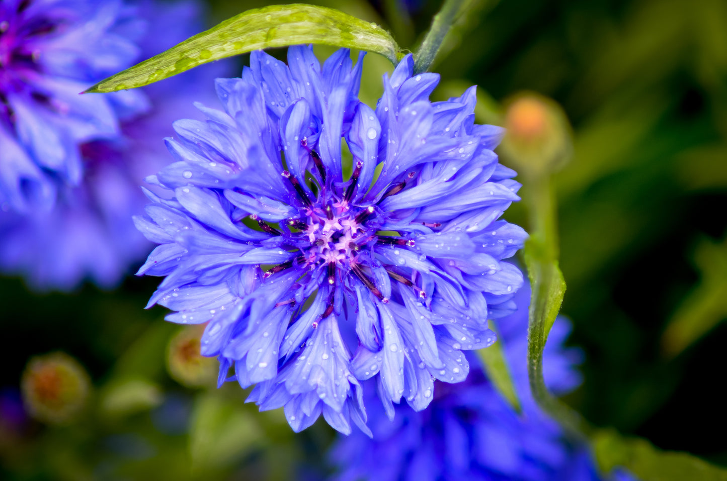 1000 Tall Blue BACHELOR'S BUTTON / CORNFLOWER Centaurea Cyanus Flower Seeds