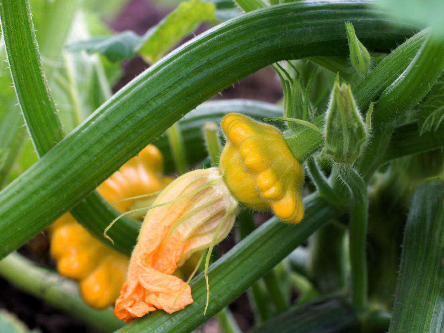 10 Golden YELLOW Bush SCALLOP SQUASH (Patty Pan / Paty Pan / Squanter Squash) Summer Cucurbita Pepo Vegetable Seeds